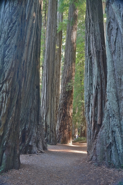 redwood trees